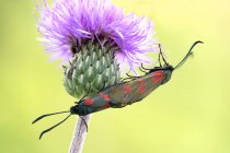 Close-up of mating six spot burnet moths on common thistle flower. — Stock Photo