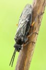Close-up de mosca-serra sentado no tronco de planta selvagem . — Fotografia de Stock
