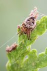 Close-up of orb weaver spider on green leaf. — Stock Photo