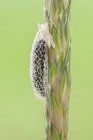 Крупный план кокона мотылька с бриллиантами на стебле дикого растения . — стоковое фото