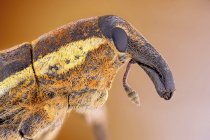 Close-up of beet weevil insect detailed portrait. — Stock Photo