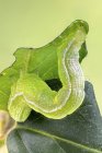 Prata y mariposa lagarta alimentando-se na folha de madressilva . — Fotografia de Stock