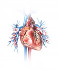 Coeur humain avec vaisseaux sanguins et arbre bronchique sur fond blanc . — Photo de stock