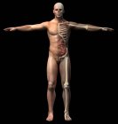 Диаграмма мужского скелета и внутренних органов на черном фоне, вид спереди . — стоковое фото