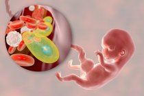 Transmisión transplacentaria de parásitos de Toxoplasma gondii al embrión humano, ilustración conceptual
. — Stock Photo