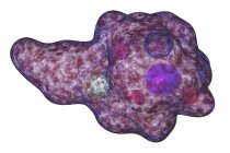 Entamoeba gingivalis patógeno parasitario protozoo unicelular, ameba en la cavidad oral, ilustración digital . - foto de stock