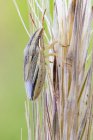 Insetto puzzolente di grano che cammina sulla pianta del grano . — Foto stock