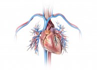 Coeur humain avec vaisseaux sanguins et arbre bronchique sur fond blanc . — Photo de stock