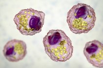 Células de espuma de macrófago con gotitas lipídicas, ilustración digital
. - foto de stock