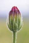 Stinkender Falke Bart Wildblume wächst im Freien. — Stockfoto
