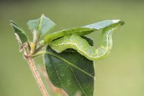 Silver Y moth caterpillar feeding on honeysuckle plant leaf. — Stock Photo