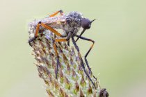 Primer plano de la mosca daga en plantago lanceolata planta . - foto de stock