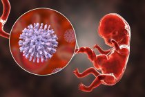 Трансплацентарная передача ВИЧ-инфекции 8 недель эмбриона человека, концептуальная иллюстрация . — стоковое фото