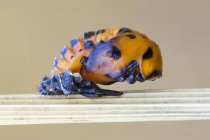 Close-up of ladybug larva in pupa stage on stem. — Stock Photo