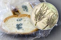 Pane ammuffito e illustrazione di funghi microscopici Penicillium causando deterioramento alimentare e la produzione di penicillina antibiotica
. — Foto stock