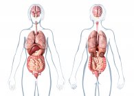 Female anatomy showing internal organs on white background. — Stock Photo