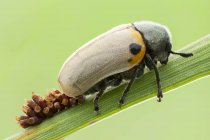 Close-up of leaf beetle laying eggs on blade of grass. — Stock Photo