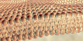 Цифровая иллюстрация структуры двуслойного слоя с фосфолипидными плазменными мембранами, окружающими клетки
. — стоковое фото