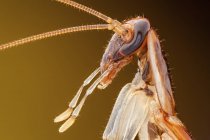 Testa di scarafaggio tedesca con antenne, primo piano dettagliato . — Foto stock