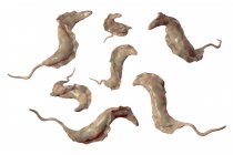 Illustration numérique des parasites trypanosomes responsables de la maladie de Chagas . — Photo de stock