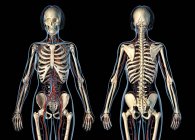 Anatomía femenina sistema cardiovascular con esqueleto sobre fondo negro . - foto de stock