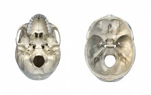 Поперечное сечение черепа человека и вид снизу на белом фоне . — стоковое фото