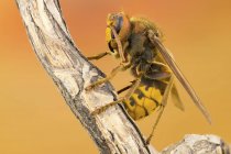 Close-up of European hornet on plant, side view. — Stock Photo