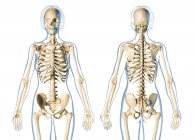 Женская скелетная система на белом фоне
. — стоковое фото