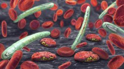 Illustration 3D des cellules sanguines et des parasites Plasmodium responsables du paludisme . — Photo de stock