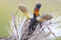 Крупним планом циліндрична муха на дикій квітці . — стокове фото