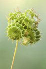 Primo piano di medicago polymorpha pianta selvatica che cresce all'aperto . — Foto stock