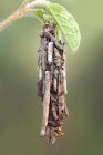Primo piano del sacco larvale della falena del verme della borsa ricoperto di ramoscelli . — Foto stock