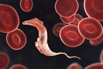 Цифровая иллюстрация трипаносомного паразита в крови, вызывающей болезнь Шагаса . — стоковое фото