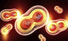 Illustration transparenter Zellen mit Spaltkernen, Zellmembran und sichtbaren Chromosomen. — Stockfoto