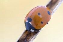 Seven spot lady bug on thin branch. — Stock Photo