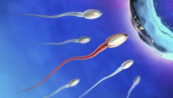 Ilustración 3d de espermatozoides acercándose a óvulos sobre fondo azul . - foto de stock