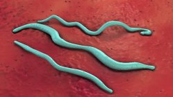 La maladie de Lyme bactéries, illustration numérique . — Photo de stock