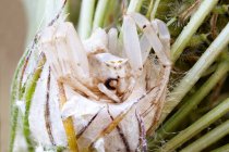 Female crab spider guarding nest outdoors. — Stock Photo