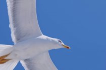Ave-gaivota em voo com asas estendidas sobre o mar . — Fotografia de Stock