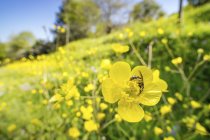 Sweat bee searching for nectar in buttercup flowers. — Stock Photo