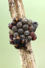 Recently hatched shieldbug nymphs and eggs on plant. — Stock Photo