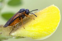 Turnip sawfly sentado em amarelo wildflower . — Fotografia de Stock