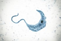 Illustration numérique d'un protozoaire parasite du trypanosome causant la maladie du sommeil transmise par le sang
. — Photo de stock