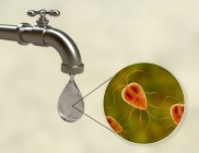 Ilustración digital conceptual que muestra los parásitos de Giardia intestinalis en la gota de agua del grifo sucio . - foto de stock