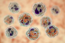 Digital illustration of Neisseria gonorrhoeae bacteria inside neutrophil white blood cells. — Stock Photo