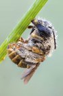 Habropoda-Biene von Tautropfen bedeckt, die am Rand des grünen Grases hängen. — Stockfoto