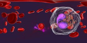 Eosinophil white blood cells in blood vessel, digital illustration showing lobed nuclei. — Stock Photo
