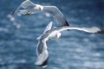 Aves gaivotas em voo com asas estendidas sobre o mar . — Fotografia de Stock