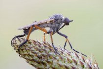 Close-up de mosca da adaga na planta plantago lanceolata . — Fotografia de Stock