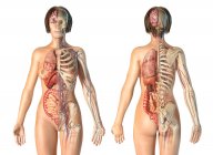 Weibliche Anatomie Herz-Kreislauf-System mit Skelett und inneren Organen. — Stockfoto